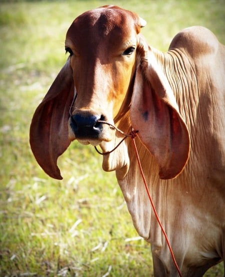 Brown Breed Cow.