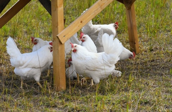 Broiler Chickens.