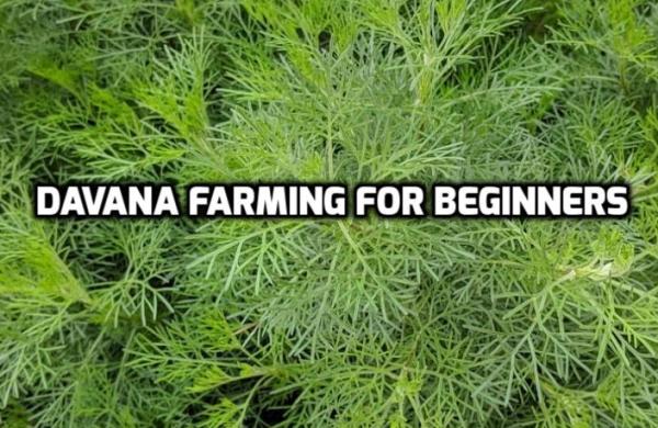 Cultivation Practices of Davana Plant.