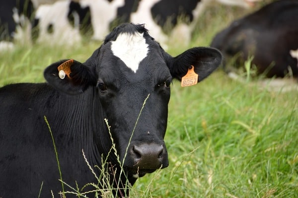 Dairy Farming In Bihar, Loans, Subsidies, Schemes | Agri Farming