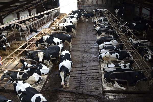 Dairy Cow Farming.