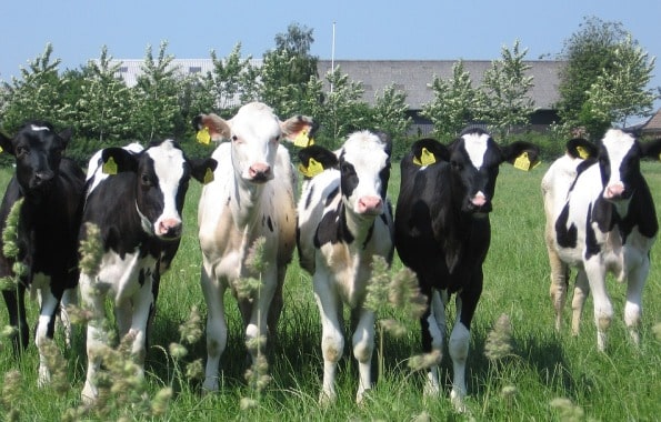 Dairy Farming Factors.