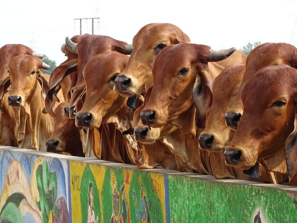 Dairy Farming In Karnataka, Loans, Subsidies, Schemes | Agri Farming