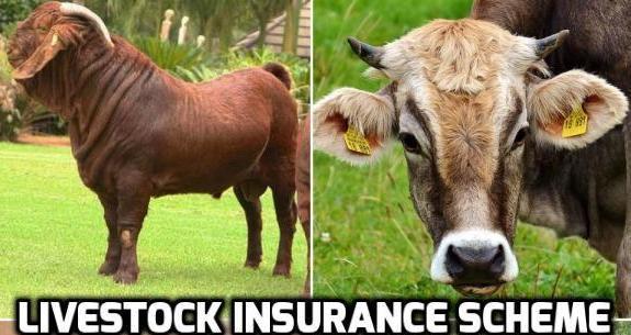 Livestock Insurance Scheme, Claim Procedure In India | Agri Farming