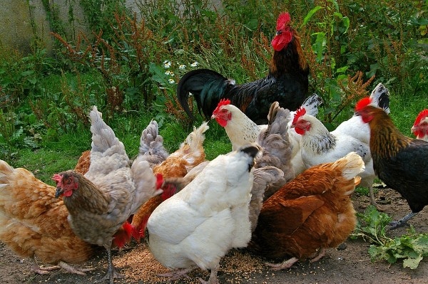 Plan for Poultry Farm.