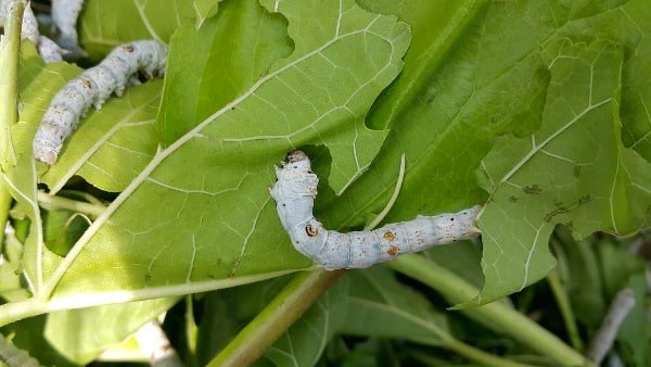 Silkworm Feeding on Leaves.