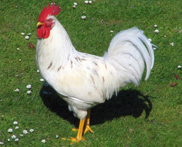Poultry Farming Business Plan.