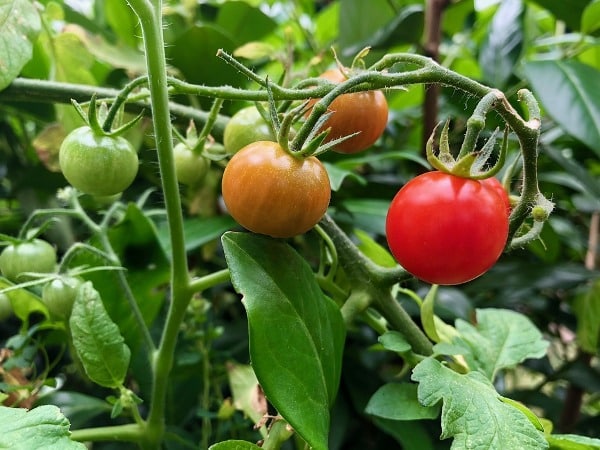 Tomatoes Grown In Kitchen Garden.