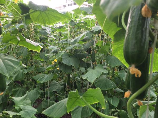 Cucumber Polyhouse Cultivation.