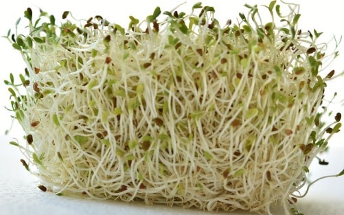 Alfalfa Sprouts.