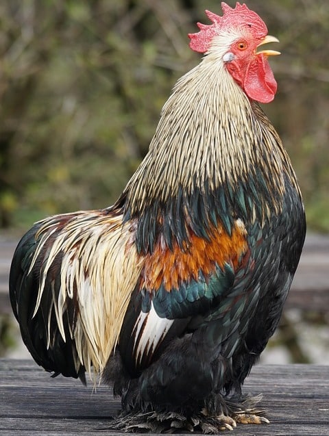 Cochin Rooster.