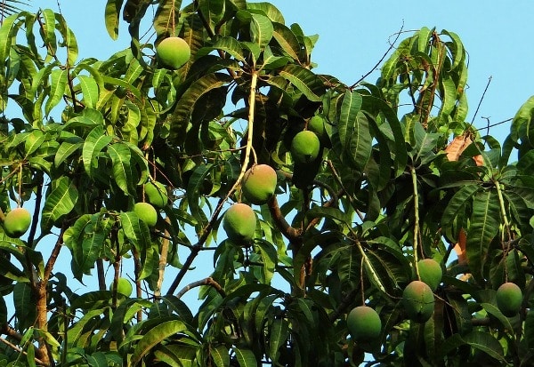 Commercial Mango Production.