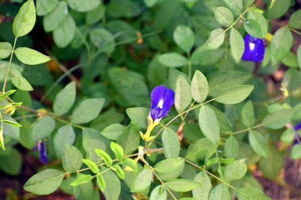 Features of butterfly pea.