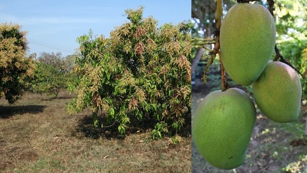 Mango Orchard.
