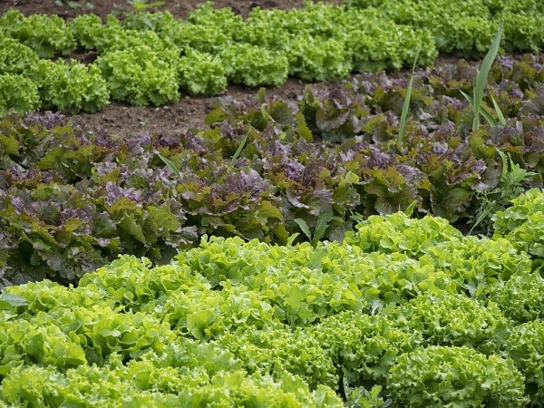 Principles of Organic Vegetable Gardening.