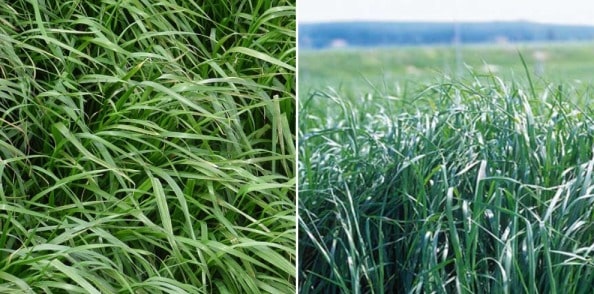 40 grammes Ray Grass Anglais Oustal Lolium Perenne L - SEM14 Engrais Vert - Green Manure - Perennial Rye-Grass - 