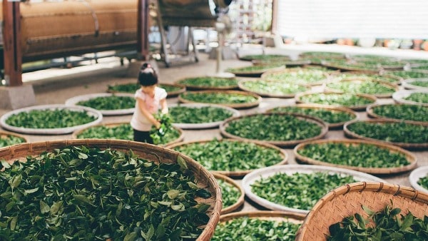 Tea Growing Countries.