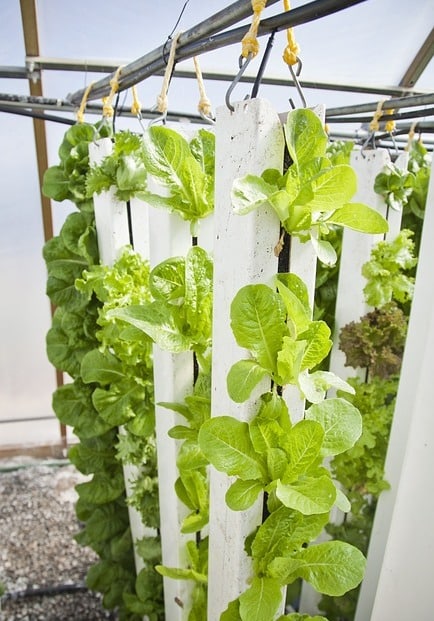 Vertical Vegetable Farming.