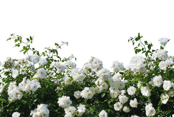 White Roses.