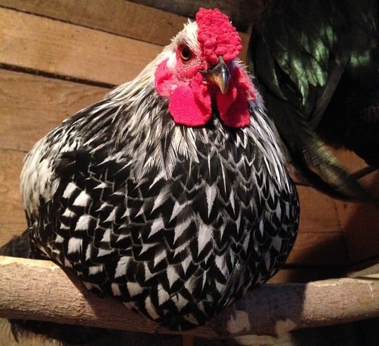 Wyandotte Chicken Rooster.
