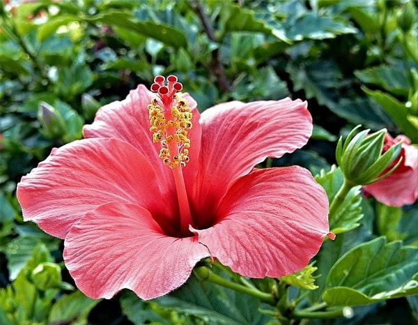 A well pruned Propagation of Hibiscus plant.