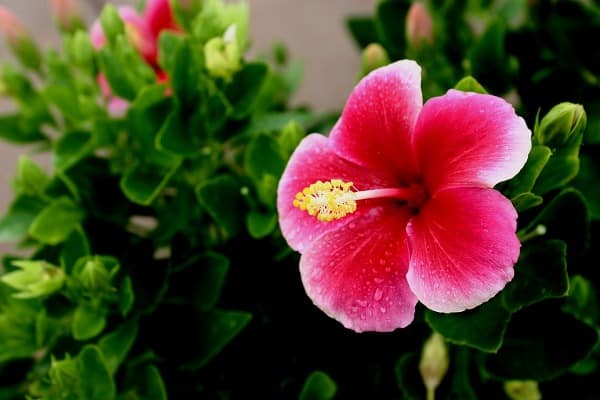 A well-trained Hibiscus plant.
