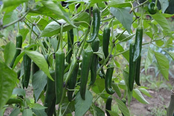 Green Chilli Plant.