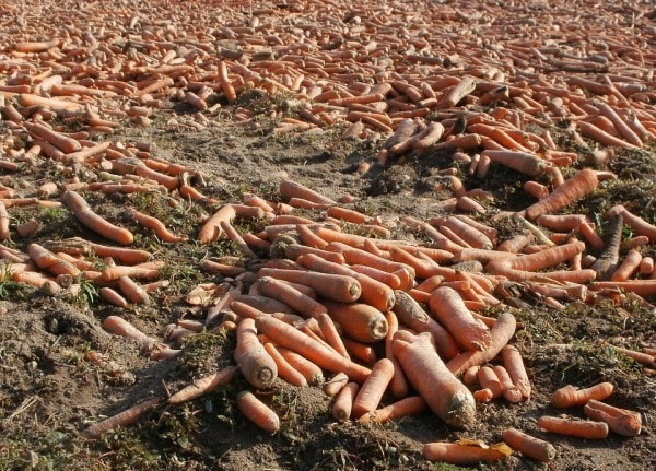 Organic Carrots.