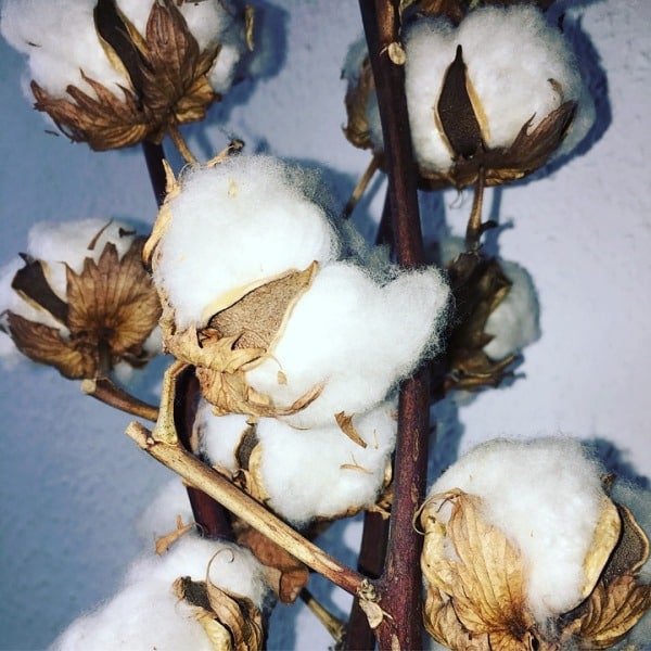 Organic Cotton.