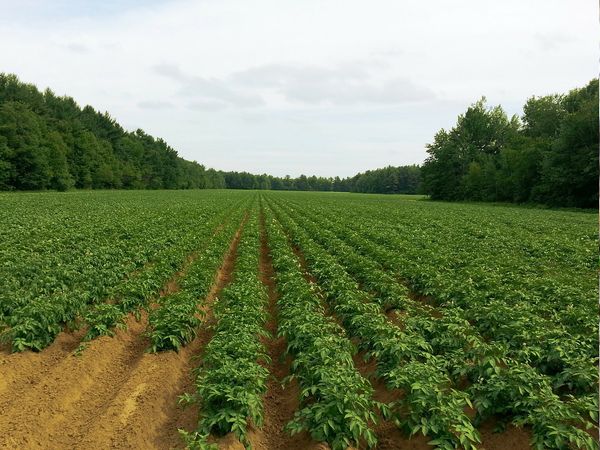 Organic Potato Plantation.