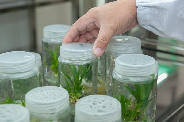 research paper for tissue culture