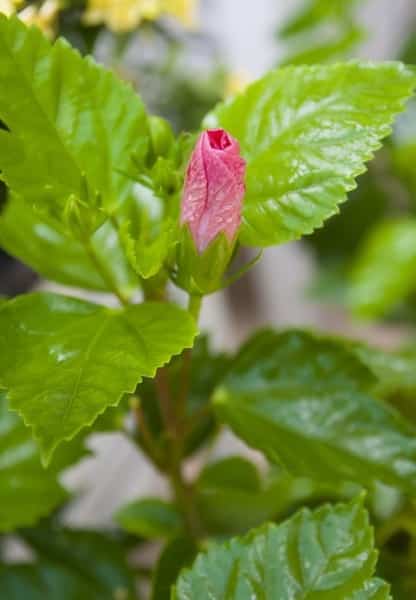 Propagation of Hibiscus.