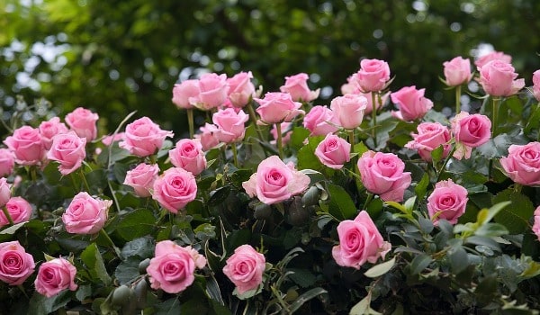 Rose Plant.