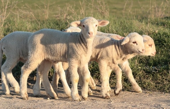 Sheep Breeding Tips.