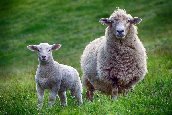 Sheep Farming Benefits.