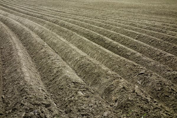 Soil Preparation for Organic Potato Farming.