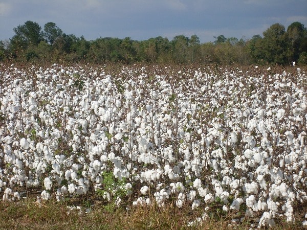 The yield of cotton.