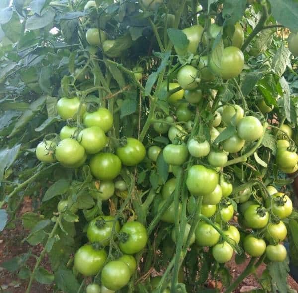 Tomato Plant.