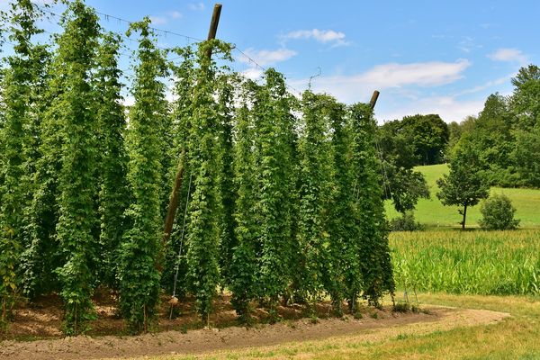 Trained Hop Vines.