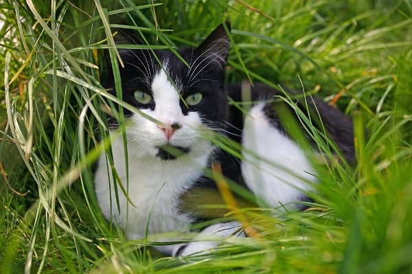 Cat Grass Growing In Garden.