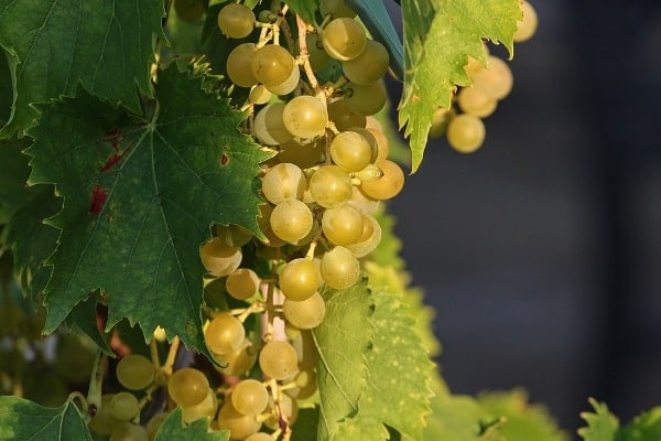 Grape Vine.