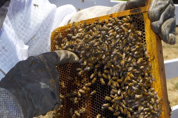 Beekeeping Business In India.