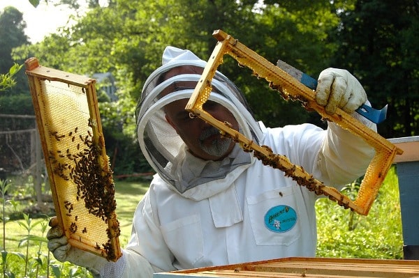 Beekeeping Courses.