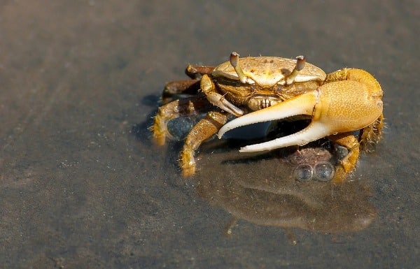 Crab Cultural Practices.
