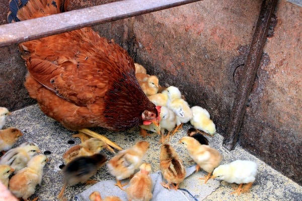 Feeding the Chicks.