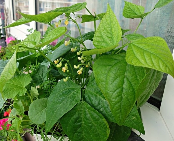 Growing Beans Plant.