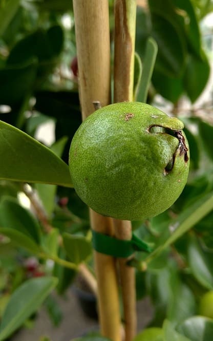 Guava Plant Training.