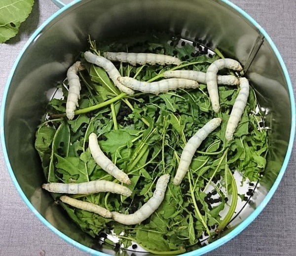 Silkworms Feeding on Mulberry Leaves.