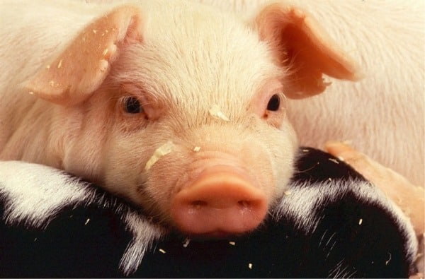 Pig FCR.