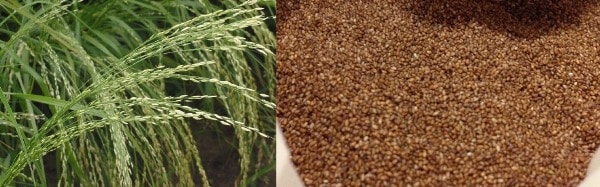 Teff Plantation and Seeds.